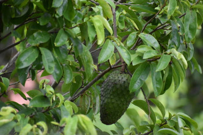 Soursop tea leaves